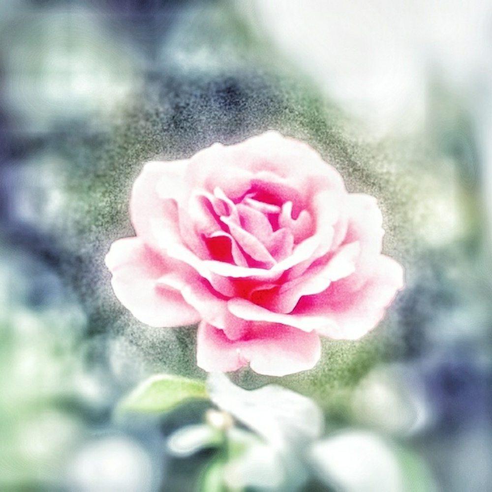 Meet your Posher, Pinkrose